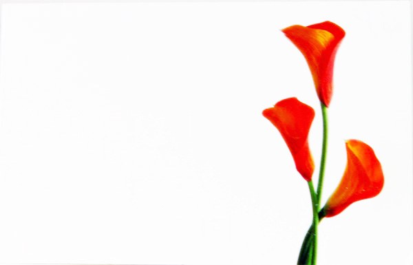 Picture of Florist Cards Small Calla Lily Orange x 50pcs